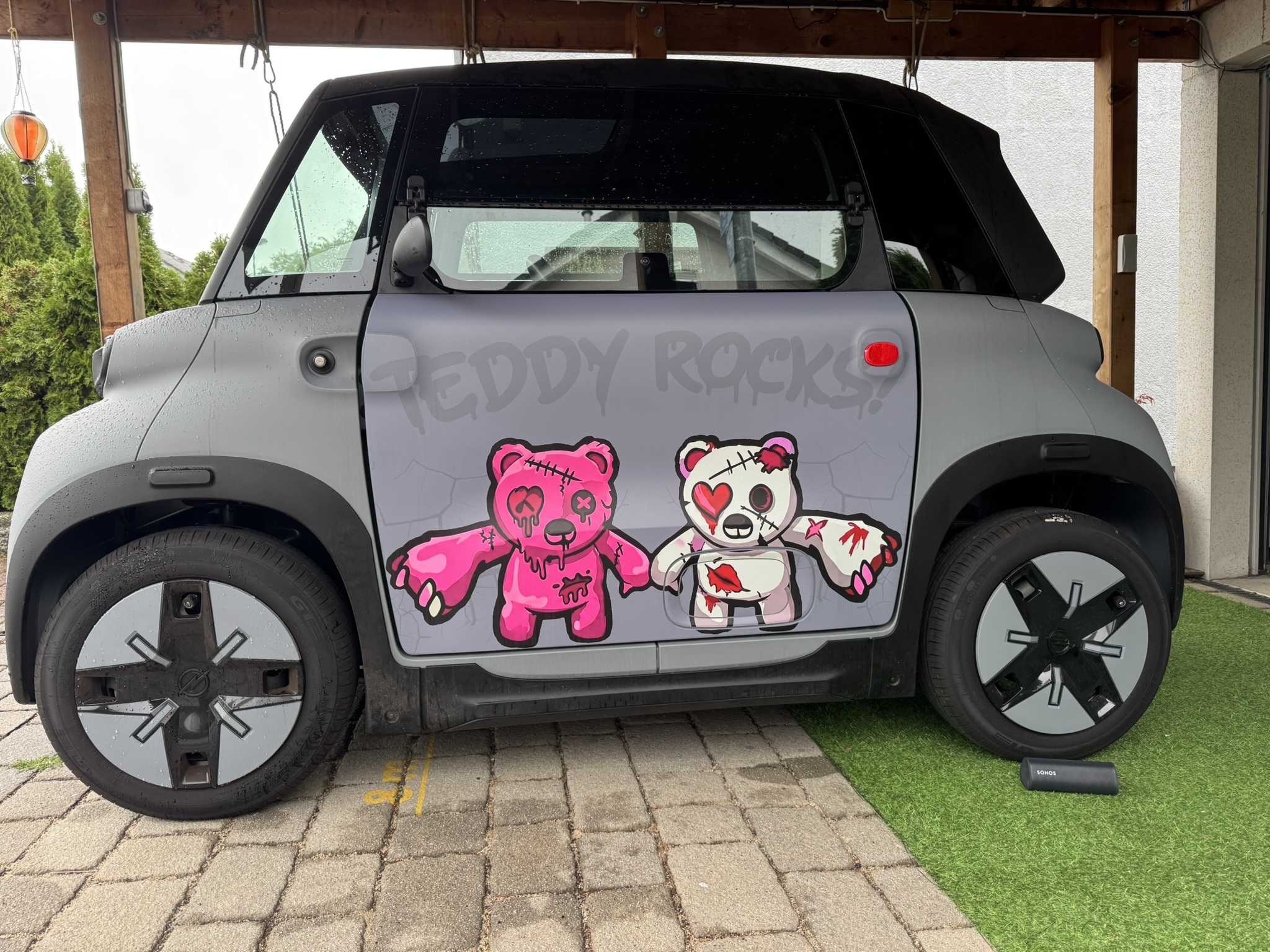 Teddy Rocks
